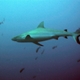 Palau - Requin Gris