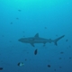 Palau - Requin Gris