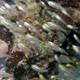 Palau - Glass Fish